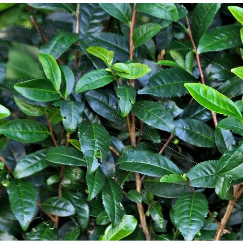 チャノキ 樹高0.3m前後 10.5cmポット （ 単 品 ）  苗 植木 苗木 庭 |  | 02