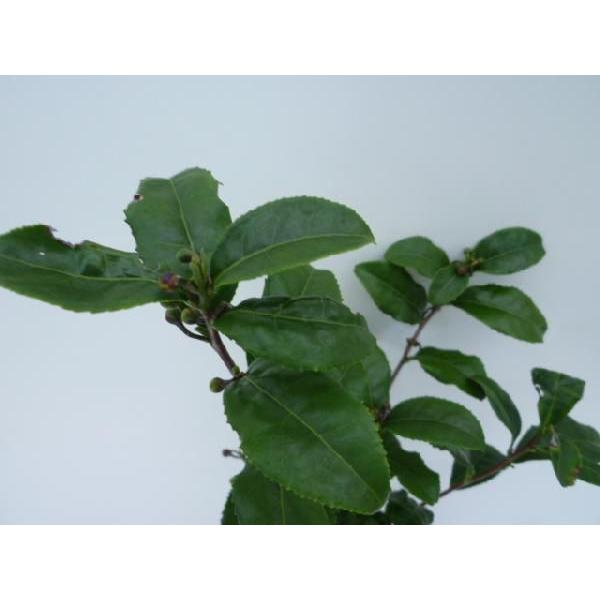 チャノキ 樹高0 2m前後 10 5cmポット 販売 苗 植木 苗木 庭木 垣根 生垣 生け垣 生垣用 目隠し 木 4232 花と緑 谷川緑販 通販 Yahoo ショッピング