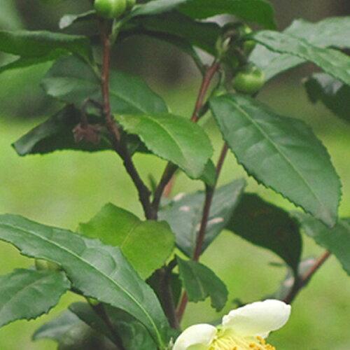 チャノキ 樹高0.3m前後 10.5cmポット （ 単 品 ）  苗 植木 苗木 庭 |  | 03