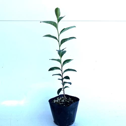 チャノキ 樹高0.3m前後 10.5cmポット （ 単 品 ）  苗 植木 苗木 庭 |  | 01