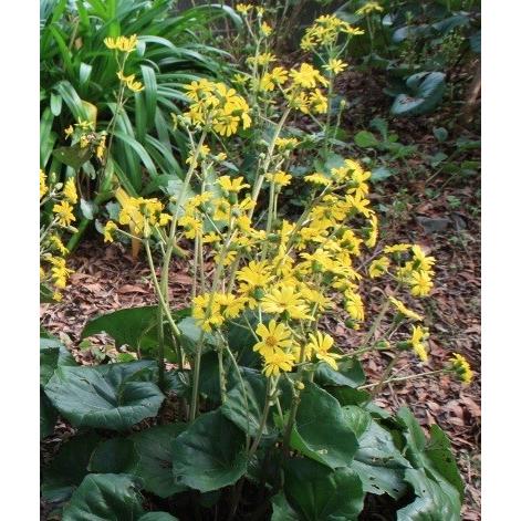 ツワブキ 10 5cmポット 単 品 販売 苗 植木 苗木 庭木 グランドカバー 下草 寄せ植え 低木 4415 花と緑スーパーseven 通販 Yahoo ショッピング