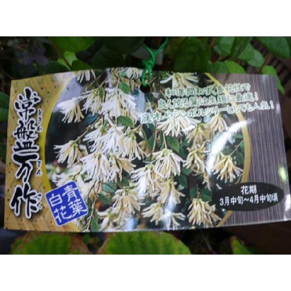 トキワマンサク 青葉白花 樹高1 2m前後 18cmポット 単 品 Y1送料無料 販売 苗 植木 苗木 庭木 垣根 生垣 生け垣 生垣用 目隠し 木 4598 花と緑スーパーseven 通販 Yahoo ショッピング