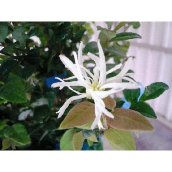 トキワマンサク 青葉白花 樹高1 2m前後 18cmポット 単 品 Y1送料無料 販売 苗 植木 苗木 庭木 垣根 生垣 生け垣 生垣用 目隠し 木 4598 花と緑スーパーseven 通販 Yahoo ショッピング