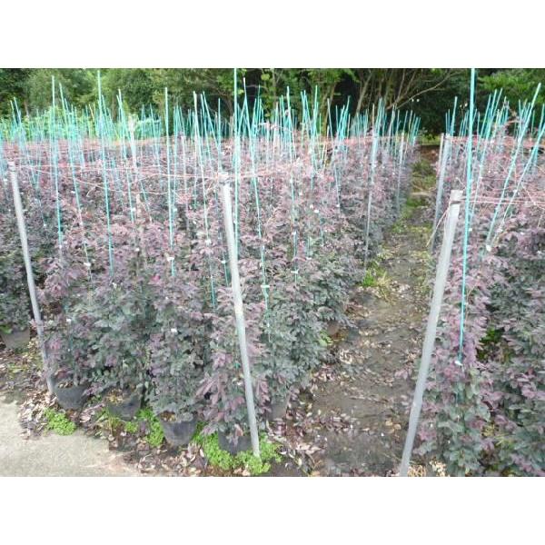 トキワマンサク（赤葉赤花） 樹高1.0m前後 15〜18cmポット （ 単 品