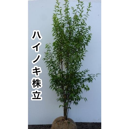 ハイノキ 樹高1.5m前後 根巻き （ 単 品 ）（送料無料）  苗 植木 苗木 庭｜ueki