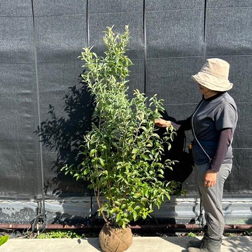 ブルーベリー ブルーシャワー 樹高1.2m前後 根巻 （ 単 品 ）（送料