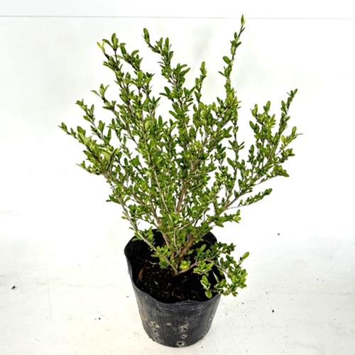 ハクチョウゲ 樹高0 4m前後 15cmポット 単 品 苗 植木 苗木 生垣 目隠し 木 5101 花と緑スーパーseven 通販 Yahoo ショッピング