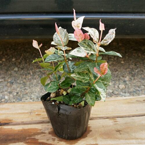 ハツユキカズラ！長さ0.2〜0.35！35ポット ハツユキカズラ！長さ0.2〜0.35！35ポット Amazon.co.jp: 【5本