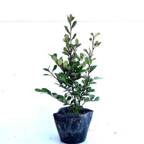 ハマヒサカキ 樹高0 25m前後 10 5cmポット 単 品 販売 苗 植木 苗木 庭木 垣根 生垣 生け垣 生垣用 目隠し 木