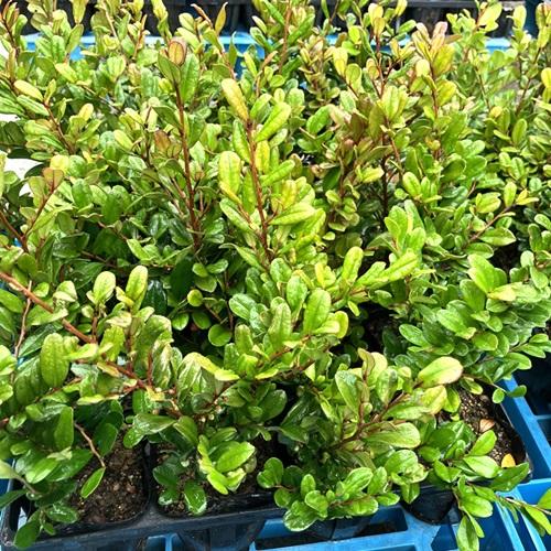 ハマヒサカキ 樹高0.2m前後 10.5cmポット （ 単 品 ） 苗 植木 苗木 庭 