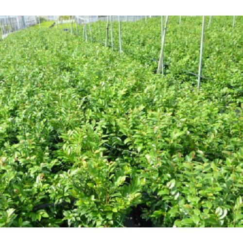 ヒサカキ 樹高0.3m前後 10.5cmポット （ 単 品 ） 苗 植木 苗木 庭