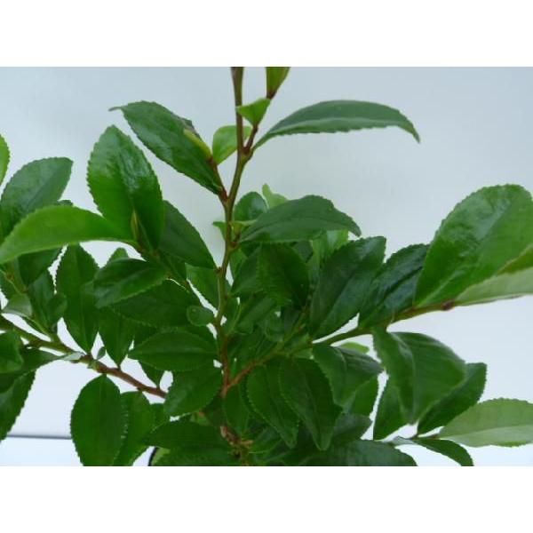 ヒサカキ 樹高0.3m前後 10.5cmポット （ 単 品 ） 苗 植木 苗木 庭