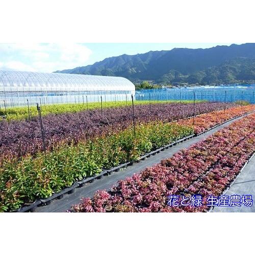 ヒサカキ 樹高0.3m前後 10.5cmポット （ 単 品 ） 苗 植木 苗木 庭