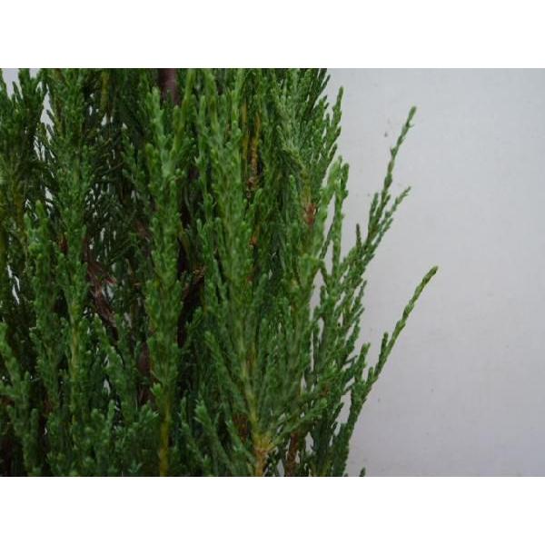 スカイロケット 樹高1 5m前後 根巻き 単 品 Y1送料無料 販売 苗 植木 苗木 庭木 垣根 生垣 生け垣 生垣用 目隠し 木 534 花と緑スーパーseven 通販 Yahoo ショッピング