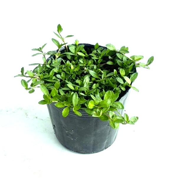 リピア（ヒメイワダレソウ） / 9.0cmポット （ 単 品 ） 苗 植木 苗木