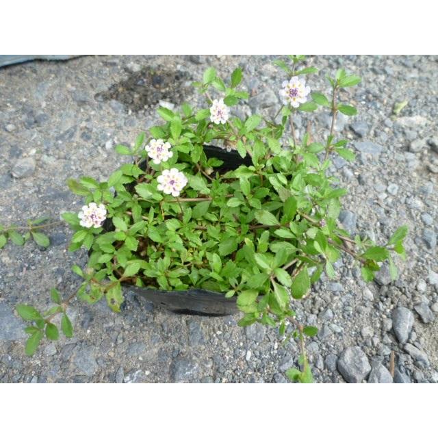 リピア（ヒメイワダレソウ） / 9.0cmポット （ 単 品 ） 苗 植木 苗木