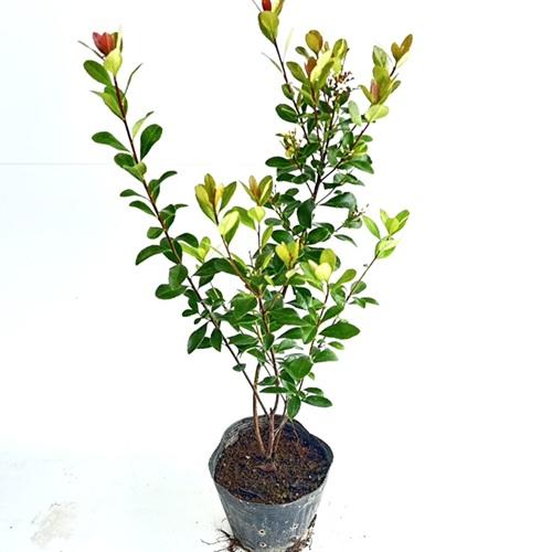 ヒメシャリンバイ 樹高0.4m前後 15cmポット （ 単 品 ） 苗 植木 苗木