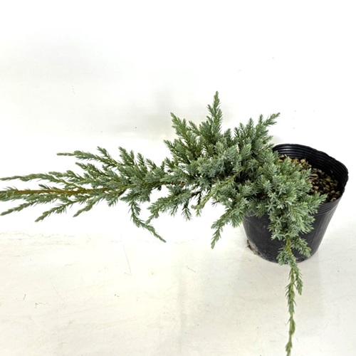 ブルーカーペット / 13.5〜15cmポット （ 単 品 ） 苗 植木 苗木