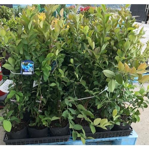 限定特価 ブルーベリー ホームベル 樹高0 8m前後 18cmポット 単 品 苗 植木 苗木 Globescoffers Com