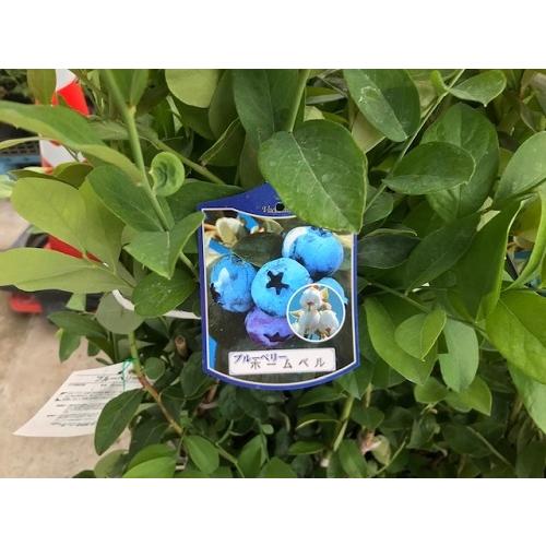 限定特価 ブルーベリー ホームベル 樹高0 8m前後 18cmポット 単 品 苗 植木 苗木 Globescoffers Com