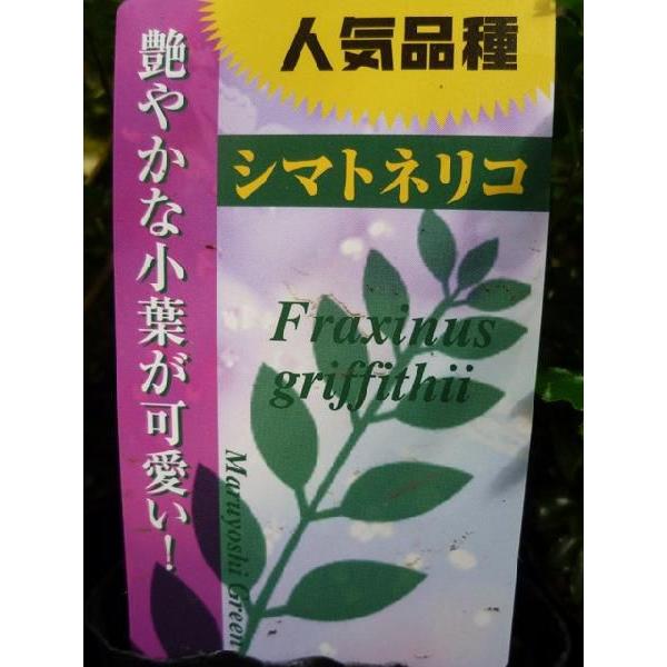 シマトネリコ 樹高1 0m前後 18cmポット 単 品 T1送料無料 販売 苗 植木 苗木 庭木 垣根 生垣 生け垣 生垣用 目隠し 木 631 花と緑スーパーseven 通販 Yahoo ショッピング