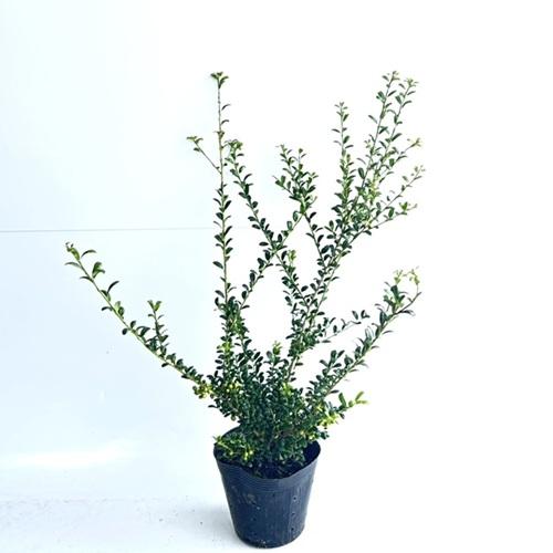 マメツゲ 樹高0 4m前後 15cmポット 単 品 販売 苗 植木 苗木 庭木 垣根 生垣 生け垣 生垣用 目隠し 木 6574 花と緑 谷川緑販 通販 Yahoo ショッピング