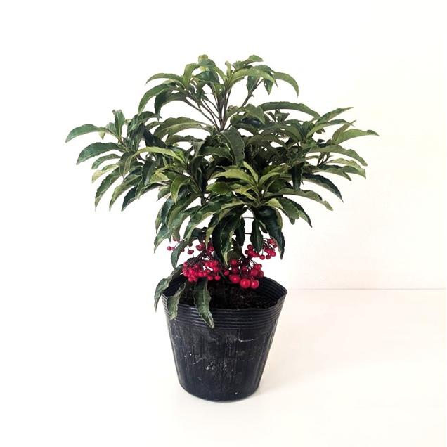 2026年3月】リューカデンドロンのおすすめ人気ランキング - Yahoo