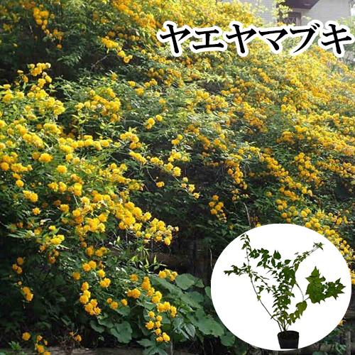 ヤエヤマブキ 樹高0.4m前後 15cmポット （ 単 品 ）  苗 植木 苗木の商品画像（Yahoo!ショッピング）