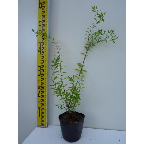 ユキヤナギ 樹高0 2m前後 10 5cmポット 単 品 販売 苗 植木 苗木 庭木 垣根 生垣 生け垣 生垣用 目隠し 木 7212 花と緑スーパーseven 通販 Yahoo ショッピング