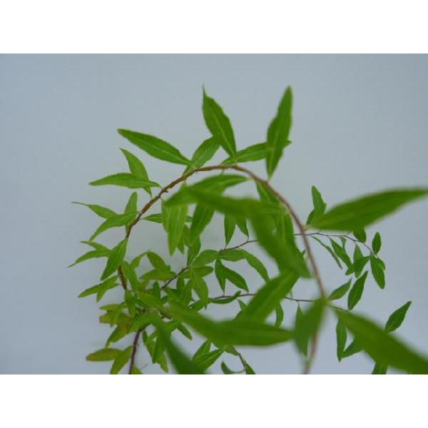 ユキヤナギ 樹高0 2m前後 10 5cmポット 単 品 販売 苗 植木 苗木 庭木 垣根 生垣 生け垣 生垣用 目隠し 木 7212 花と緑スーパーseven 通販 Yahoo ショッピング