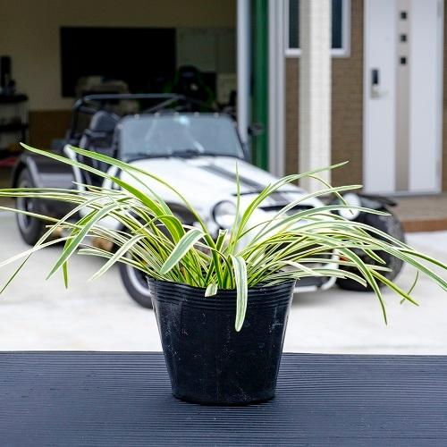 フイリヤブラン 10 5cmポット 販売 苗 植木 苗木 庭木 グランドカバー 下草 寄せ植え 低木 Pixel