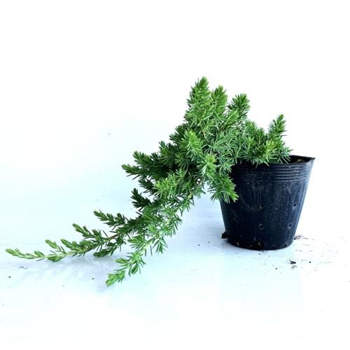 ブルーパシフィック ブルーパシフィック　盆栽風 - GREEN IIDA コニファー・針葉樹