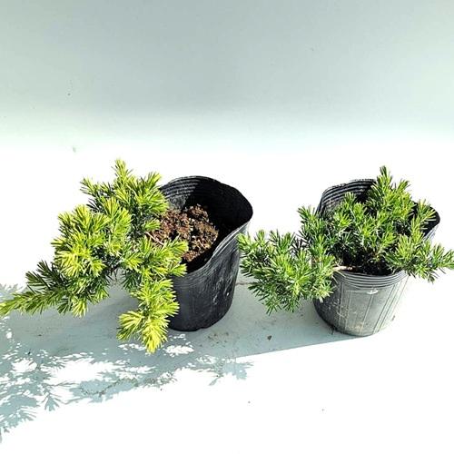 ブルーパシフィック　盆栽風 ブルーパシフィック / 15cmポット （ 単 品 ） 苗 植木 苗木 グランド