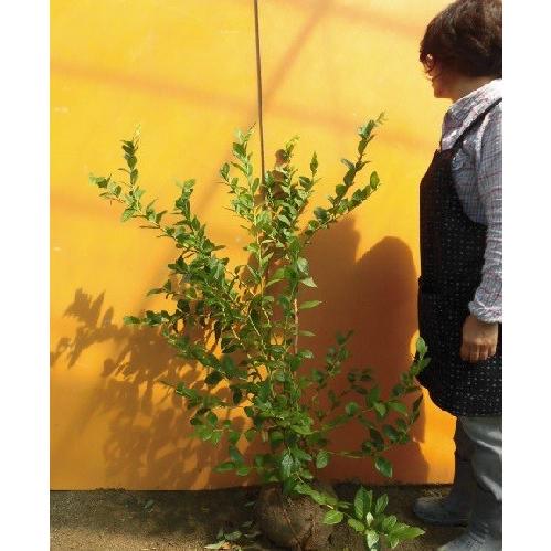 ブルーベリー ビッグオニール 樹高1 0m前後 根巻き 単 品 Y1送料無料 販売 苗 植木 苗木 庭木 垣根 生垣 生け垣 目隠し 木 果樹 果樹苗 果樹園用 851 花と緑スーパーseven 通販 Yahoo ショッピング