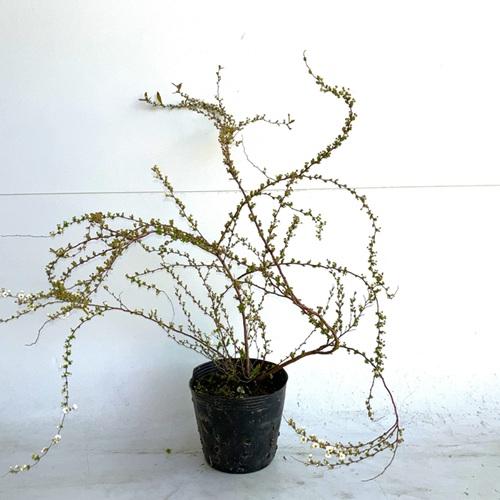 ユキヤナギ 樹高0.4m前後 15cmポット （20本セット）（送料無料）  苗 植木 苗木の画像