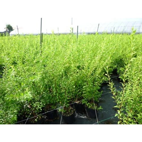ユキヤナギ 樹高0.4m前後 15cmポット （20本セット）（送料無料）  苗 植木 苗木の画像