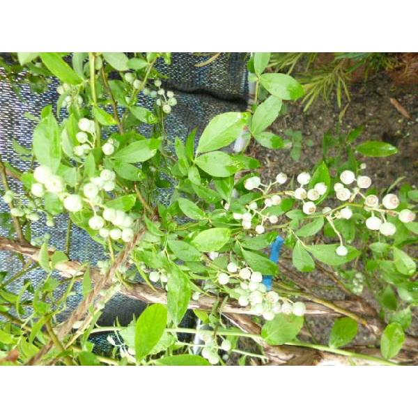 ブルーベリー ティフブルー 樹高1 0m前後 根巻き Y1送料無料 販売 苗 植木 苗木 庭木 垣根 生垣 生け垣 目隠し 木 果樹 果樹苗 果樹園用 Bh 花と緑 谷川緑販 通販 Yahoo ショッピング