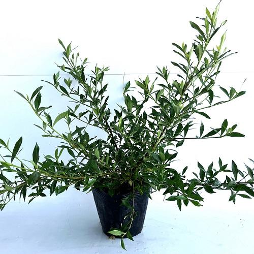 クチナシ　樹高15センチ 盆栽 梔子 喜代誉 樹高 約15cm くちなし Gardenia jasminoides