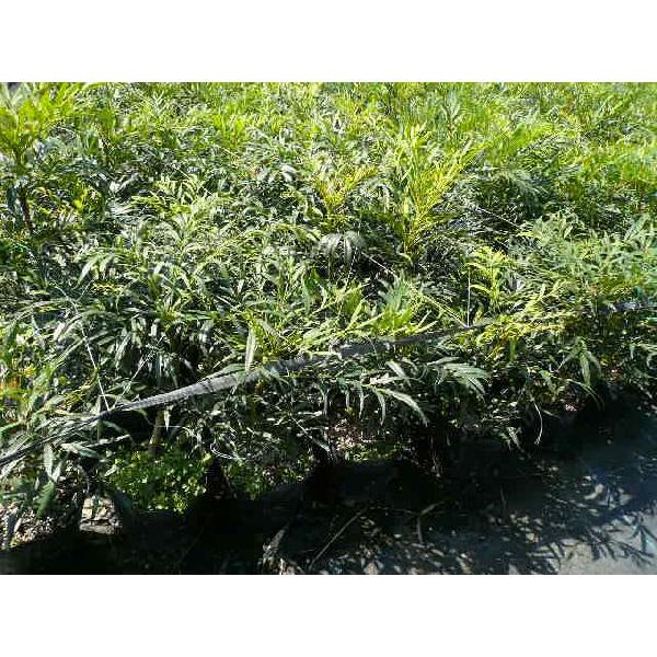 マホニア コンフューサ 樹高0.25m前後 15cmポット （ 単 品 ） 苗 植木
