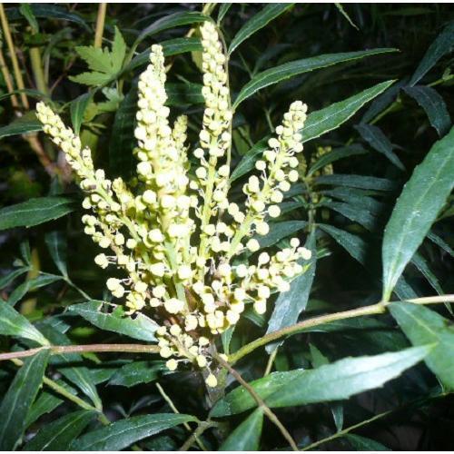 マホニア コンフューサ 樹高0.25m前後 15cmポット （ 単 品 ） 苗 植木