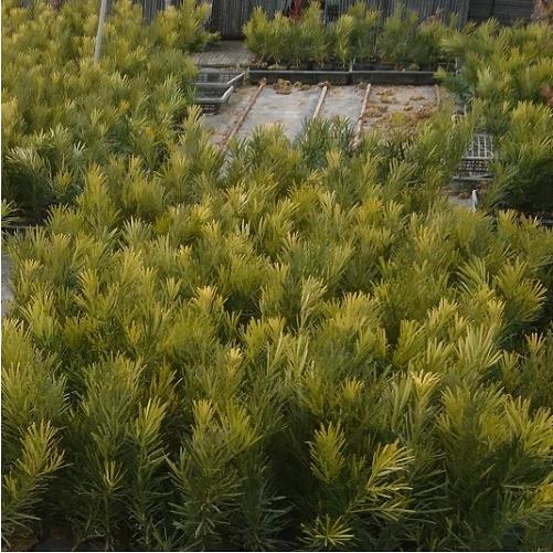 ラカンマキ 樹高0 4m前後 10 5cmポット 単 品 販売 苗 植木 苗木 庭木 垣根 生垣 生け垣 生垣用 目隠し 木 P 花と緑スーパーseven 通販 Yahoo ショッピング