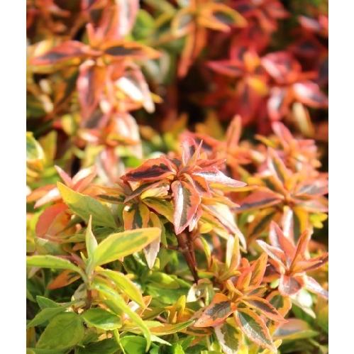 アベリア カレイドスコープ 樹高0.2m前後 15cmポット （20本セット）（送料無料）  苗 植木 苗木の画像