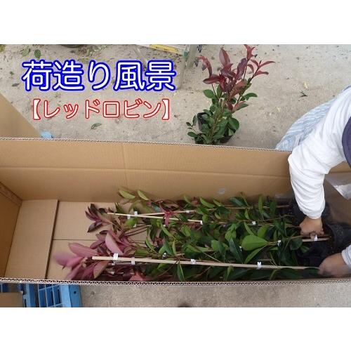 オタフクナンテン 樹高0.2m前後 15cmポット （ 単 品 ）  苗 植木 苗木 庭｜ueki｜05