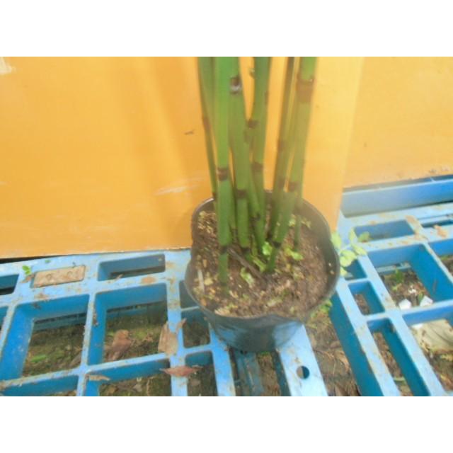 トクサ 樹高0 4m前後 10 5cmポット 販売 苗 植木 苗木 庭木 垣根 生垣 生け垣 生垣用 目隠し 木 Q4642 花と緑 谷川緑販 通販 Yahoo ショッピング