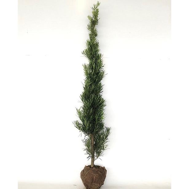 ラカンマキ 樹高1.5m前後 根巻 （3本セット）（送料無料） 苗 植木