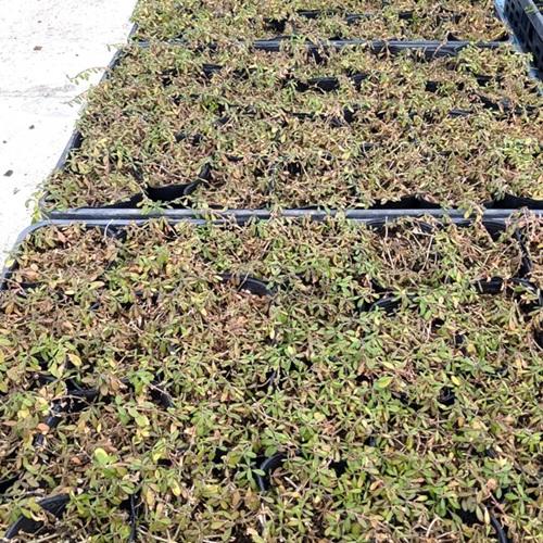 リピア（ヒメイワダレソウ） / 9.0cmポット （224本セット）（送料無料