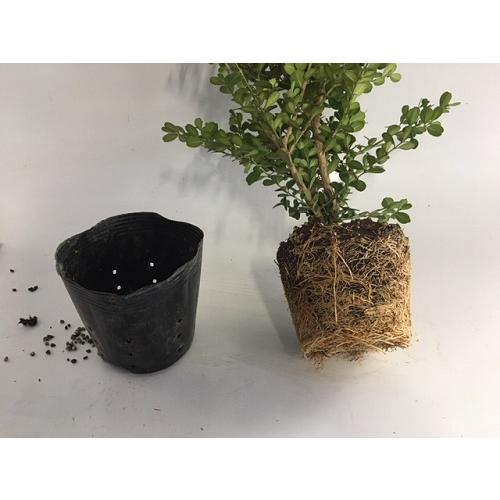 ボックスウッド 樹高0 5m前後 15cmポット 販売 苗 植木 苗木 庭木 垣根 生垣 生け垣 生垣用 目隠し 木 Qb 花と緑 谷川緑販 通販 Yahoo ショッピング