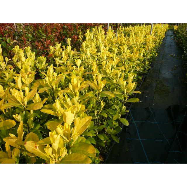 送料無料 本セット オウゴンマサキ 樹高0 6m前後 15cmポット おうごんまさき 黄金マサキ スーパー黄金マサキ 生垣用 苗木 植木 苗 庭木 生け垣 目隠し 生垣 アウトレット Tortellini Co