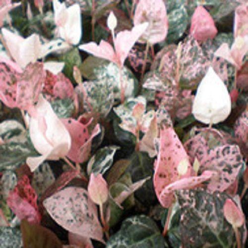 ハツユキカズラ 9cmポット 販売 苗 植木 苗木 庭木 グランドカバー 下草 寄せ植え 低木 Qnew5157 花と緑 谷川緑販 通販 Yahoo ショッピング