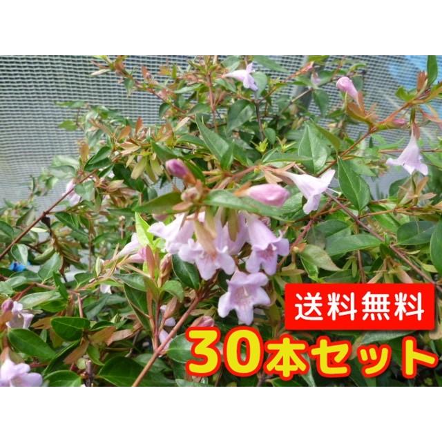 アベリア エドワードゴーチャ 樹高0 2m前後 12cmポット 30本セット T1送料無料 販売 苗 植木 苗木 庭木 垣根 生垣 生け垣 生垣用 目隠し 木 Qset101 花と緑スーパーseven 通販 Yahoo ショッピング